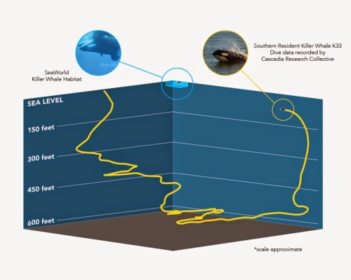 jmventre:  Incredible graphic by @wildorcaorg compares minuscule @SeaWorld facility with actual #Bla