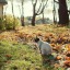 autumn-time-seasons