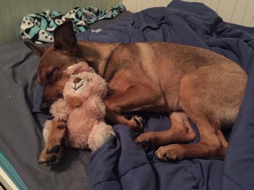 sniffing:unlawfully1:when Athena doesn’t feel well she likes to cuddle with her bunnyToday we found out the reason she hasn’t been feeling well is because Athena has parvo which is a highly fatal virus and with hospital treatment she only has at best