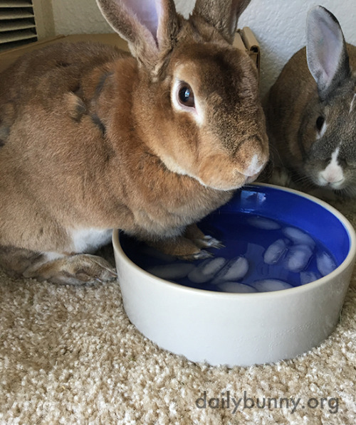 dailybunny:Bunny Knows How to Keep His Paws CoolThanks, Mary Ann and bunnies Duke and Daisy! Mary An