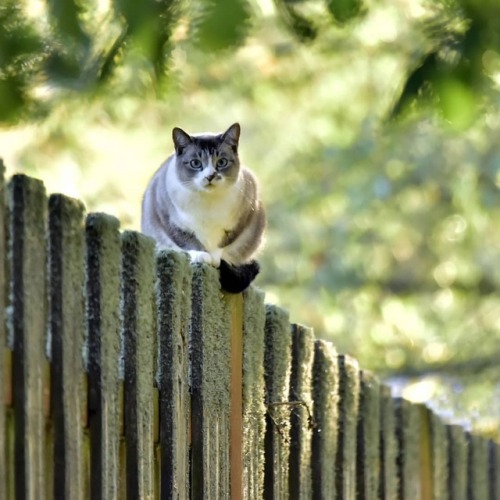 Meow https://www.youtube.com/c/WeMeow #cat #cats #wemeow #meow #catlife #cutecat #catlove #lovecats 