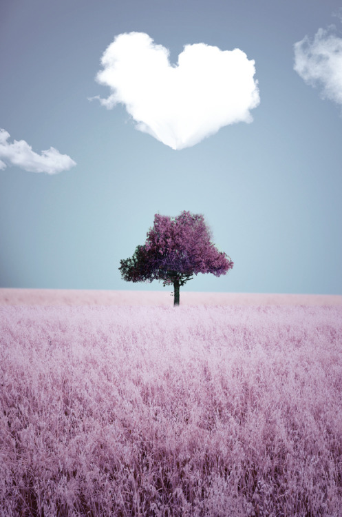 porcausa-doteuamor:   