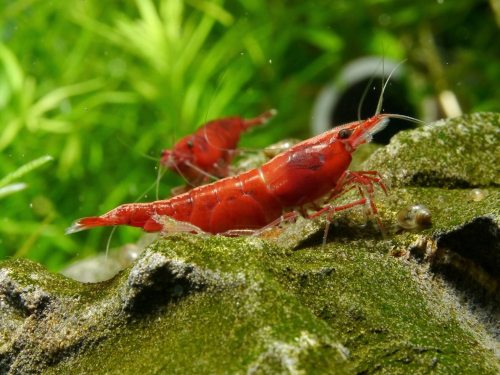 aquarium44:Happy shrimp family <3Photos by Henning Buck