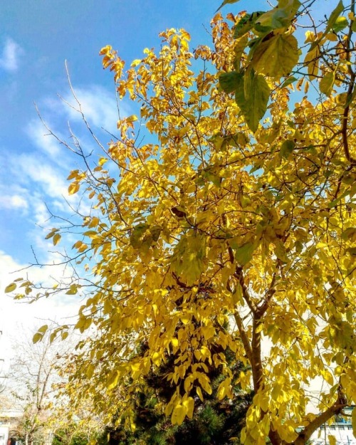 Voici que la saison décline, L’ombre grandit, l’azur décroît, Le ven