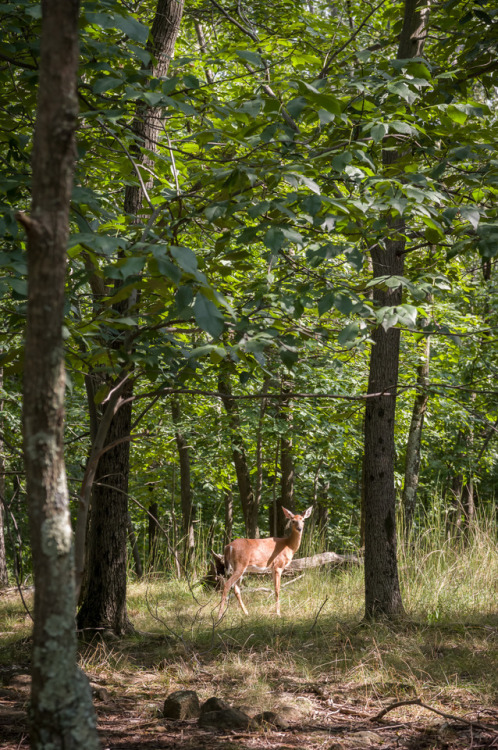 matthew-hunt:  DoeHigh Mountain, Wayne, New Jersey