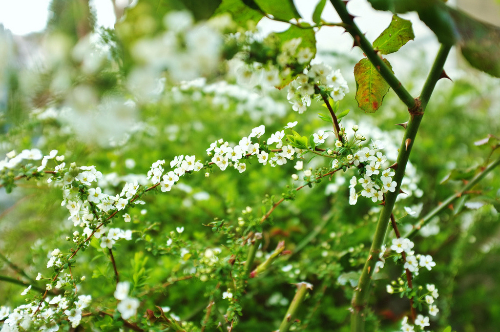 japan-overload:  by acanecolor on Flickr 