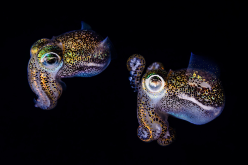 mymodernmet:Bobtail Squid by Todd BretlA series of portraits documenting the magnificent underwater 
