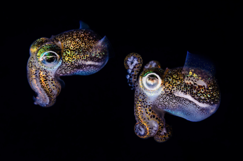 mymodernmet: Bobtail Squid by Todd Bretl A series of portraits documenting the magnificent underwate