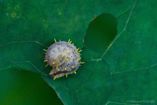 wildtokyo-jp: The hedgehog bonze boyA larva of Siobla feroxリアルいがぐりぼうずオオコシアカハバチ（大腰赤葉蜂）幼虫