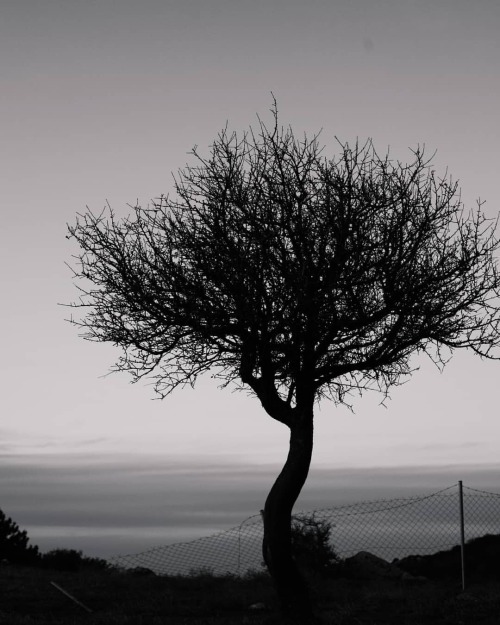 #tree #treeoflife #bnwlovers #bnw_capture #bnwsilouettes #silouette #tavel #trees #travelphotography