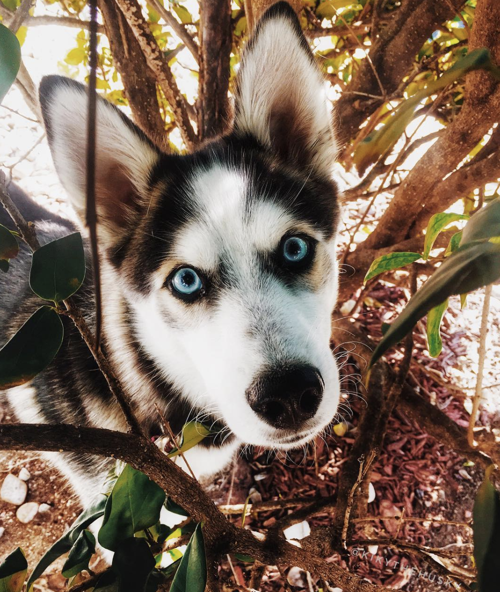 brookbooh:  This husky is wonderful@kikythehusky