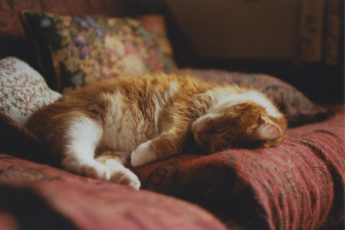 folklorecore:[image description: an orange and white cat curled up and sleeping on a couch]