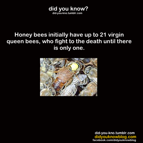 did-you-kno:  Source