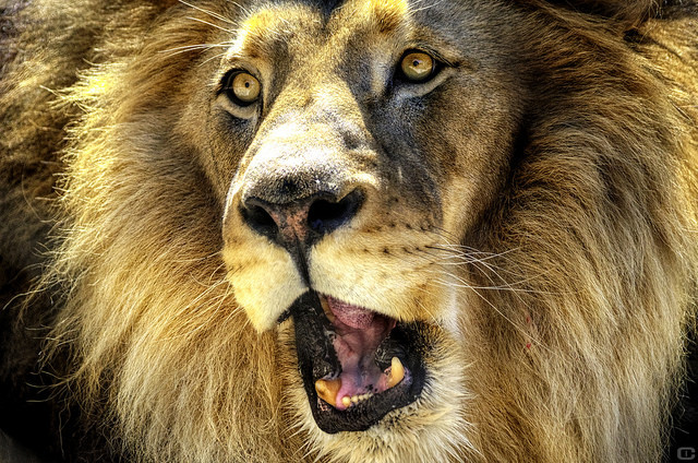 sdzoo:  Roar by Carlos osuna 