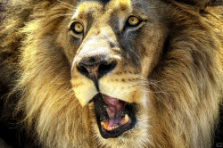 Sdzoo:  Roar By Carlos Osuna 