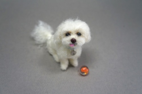  A needle felted Maltese named “Apple”.  She has an interesting face with the sideway to