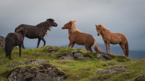 mistymorningme:wildhorses 1, 2, & 3 by Peter Rivera 