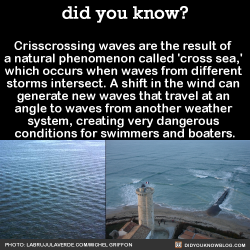 did-you-kno:  Crisscrossing waves are the result of  a natural phenomenon called ‘cross sea,’  which occurs when waves from different  storms intersect. A shift in the wind can  generate new waves that travel at an  angle to waves from another weather