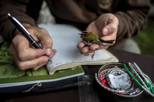 fotojournalismus:An ornithologist from the Czech Society For Ornithology, measures a migrating bird 