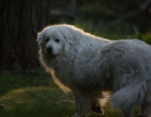 awwww-cute:  She’s almost 11, but she still knows how to find her light (Source: http://ift.tt/1c5j1Li)