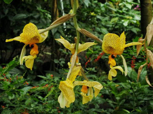 geistdernatur: tropical plants &amp; flowers . palmengarten frankfurt © geisternatur