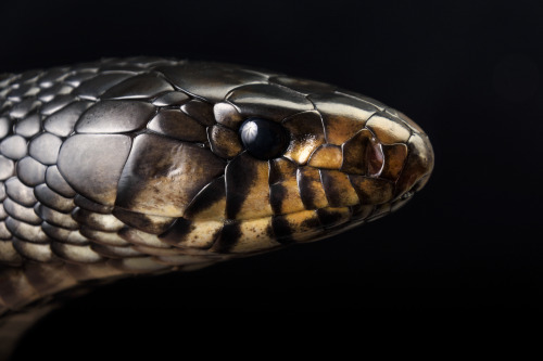 Typhon (Eastern indigo snake)