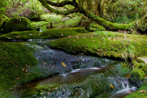 Kahurangi National Park , New Zealand by Martin Davies