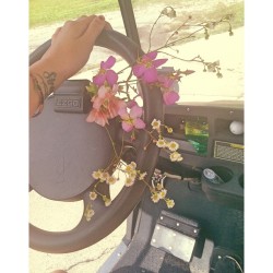 Driving the golf cart around picking up flowers
