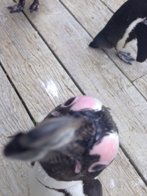 lost-lil-kitty:  The penguins attacked my phone as well lol!