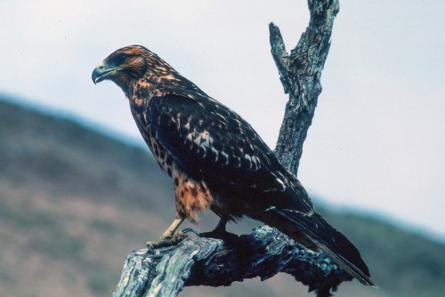 Galapagos Hawk (Buteo galapagoensis)© Steve Kelling