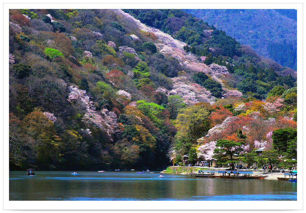 7617 日本自然 風景 人文写真 Japanese Traditional Culture . 京都 洛西 櫻花 桜写真 花卉植物 . 嵯峨野 嵐山 . 右京區 Ukyo-ku 嵐山公園 渡月橋 保津峽 桂川風情 Katsuragawa River . 花見 春櫻花道 Spring Nature Colors . Cherry blossoms . Sakura Trees . Landscape of Asia - Saga-Arashiyama . Kyoto . JAPAN (by...