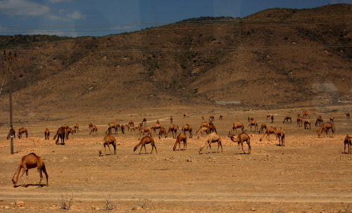 dromedary