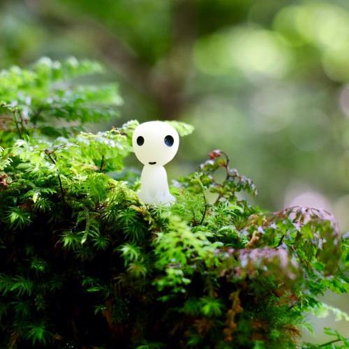 kiaoratibet:  This way through the ferns … #treespirit #kodama #forestguide #princessmononoke