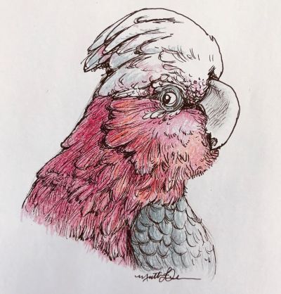 Here is an adorable birdperson I drew to benefit the @dchsgiveshelter! #humanesociety #pets #bird #birdperson (at Evanston, Illinois)
https://www.instagram.com/p/B_pnKACF7mC/?igshid=mlvstctvb7cj