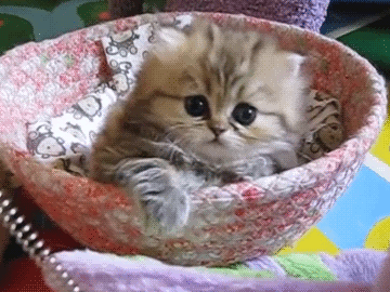 onlycatgifs:  src 