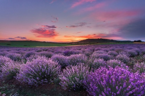 te5seract:The Shades of Violet & Lavender Summer by Pavel Pronin