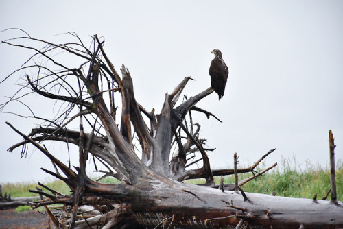 7.23.18 // juvenile bald eagle // AK