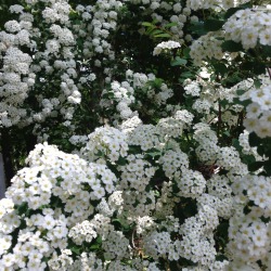 lostdays:  flower blossoms are the epitome of nature and beauty 