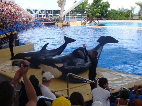 Gender: FemalePod: N/APlace of Capture: Born at SeaWorld of FloridaDate of Capture: Born February 9,