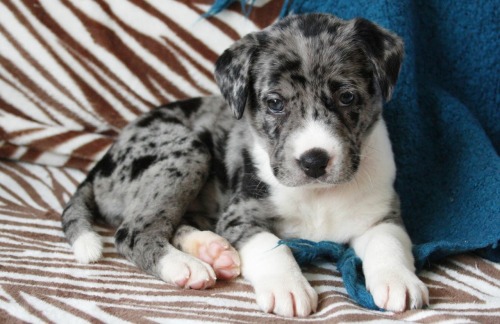 handsomedogs:  My babies River (left) and Shiro (right) Siberian husky and catahoula leopard dog mix :) their Instagram is a.little.husky