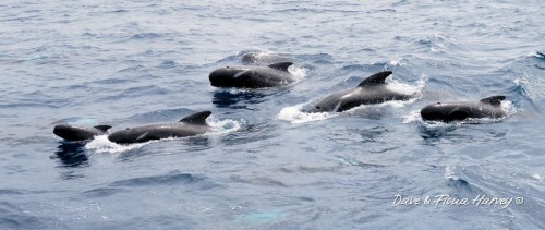 Long finned pilot whales in Bremer Bay, Western Australia. Photos by Dave and Fiona Harvey.