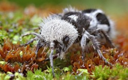 astronomy-to-zoology:  &ldquo;Panda Ant&rdquo; (Euspinolia militaris) …is not an ant but a wingless wasp of the family Mutillidae (velvet ‘ants’). E.militaris was collected in Chile ‘recently’ and not much is know about its biology and ecology.