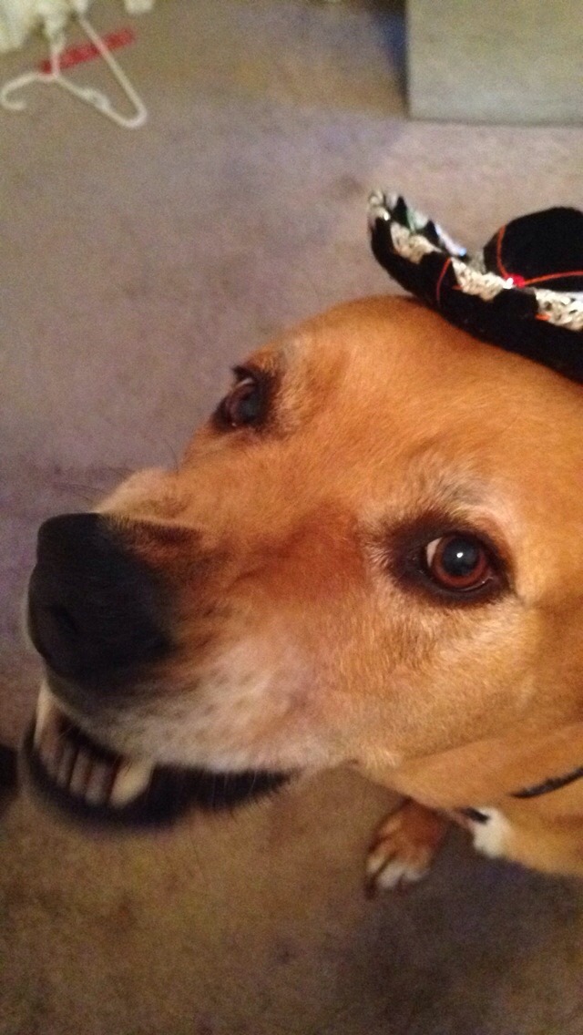 Miss this pup :&rsquo;(