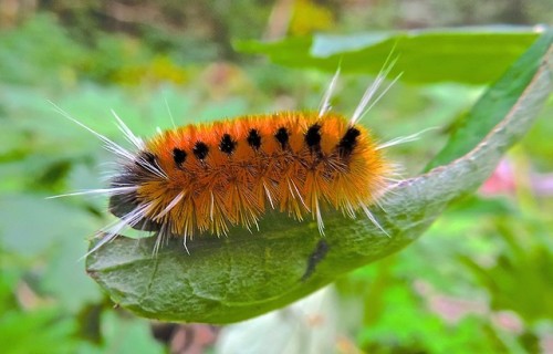 Woolly Bear caterpillar (Pyrrharctia isabella) by  Peter Stevens