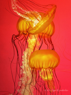 mooonjellies:  igor kovalenko