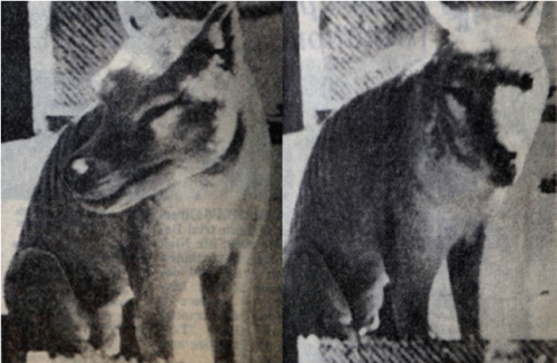 polandsball: some more images of the thylacine you have probably never seen before