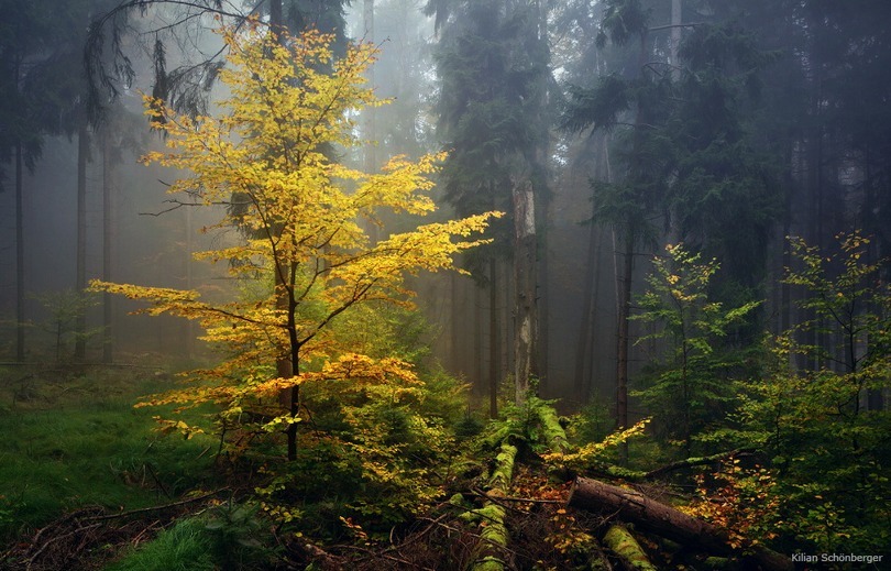 megarah-moon:  “Where Fairies Dance” by  Kilian Schönberger 