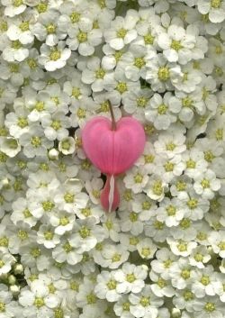 flowersgardenlove:  Bleeding heart Beautiful 