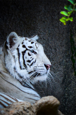 interiorly: White Tiger by Lisa Kohnen |