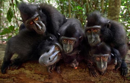 shinetroll: sixpenceee: Friendly macaques show off astonishingly human expressions Flashing their pe